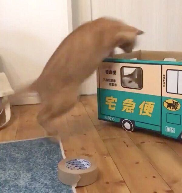 ダンボールトラックで遊ぶつみれちゃんとわさんぼんくん