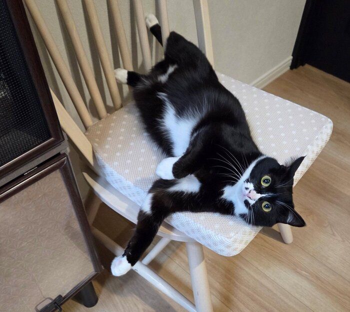 くつろぐノアールちゃん