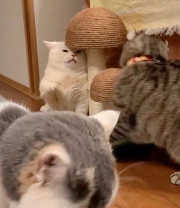 またたびで争うふくちゃん、ちっぷちゃん、まるこちゃん