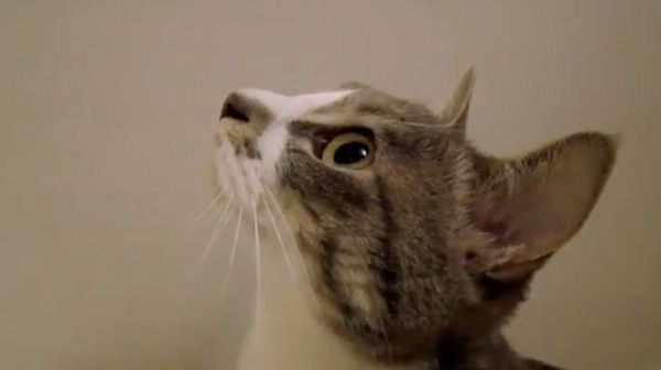 虫に夢中な猫