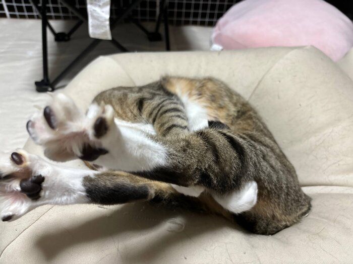 独特な伸びをするソーダくん