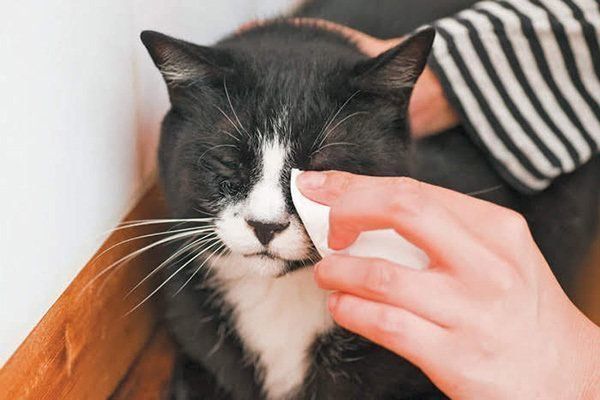 目ヤニを拭かれる猫