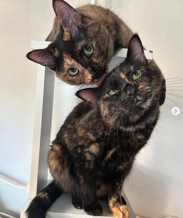 ツヴェちゃんのことをなめるエルちゃん