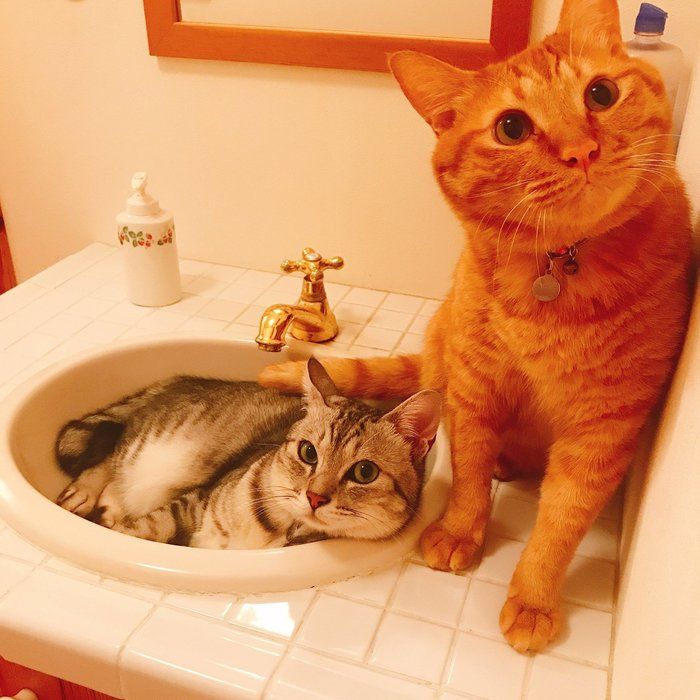 画像/ねこのきもち