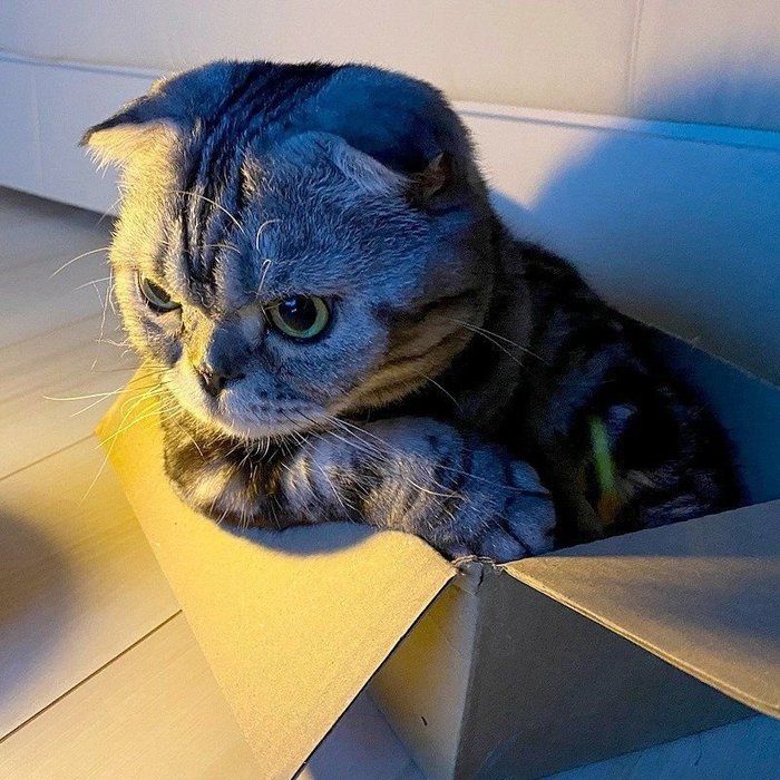 @tacos_cat