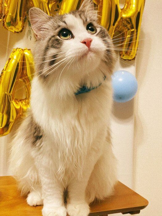 1才の猫