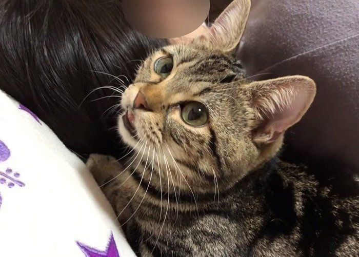 添い寝する猫
