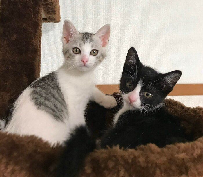 子猫時代のくろまめちゃん、とうふちゃん