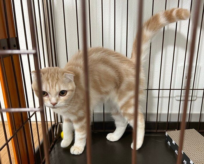 お迎え4日目のスコティッシュフォールド