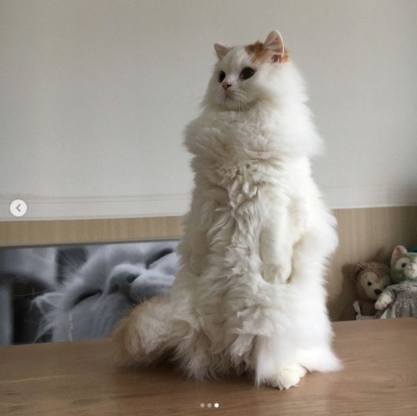直立不動の猫