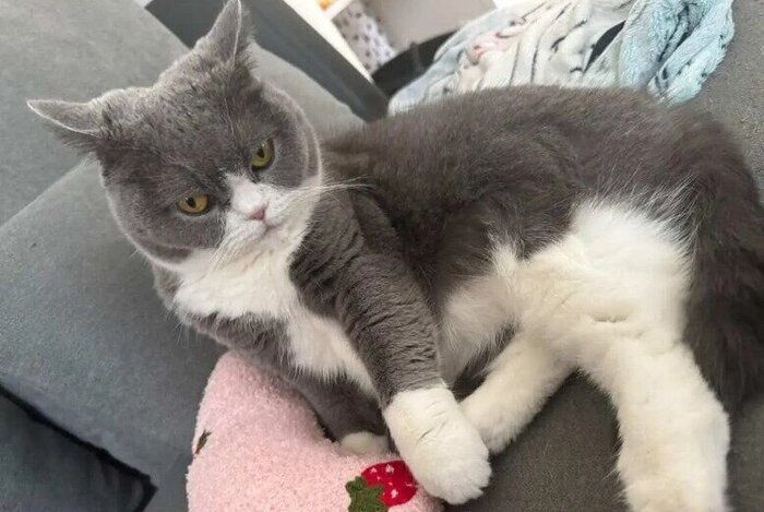 くつろいでいるブリティッシュショートヘア