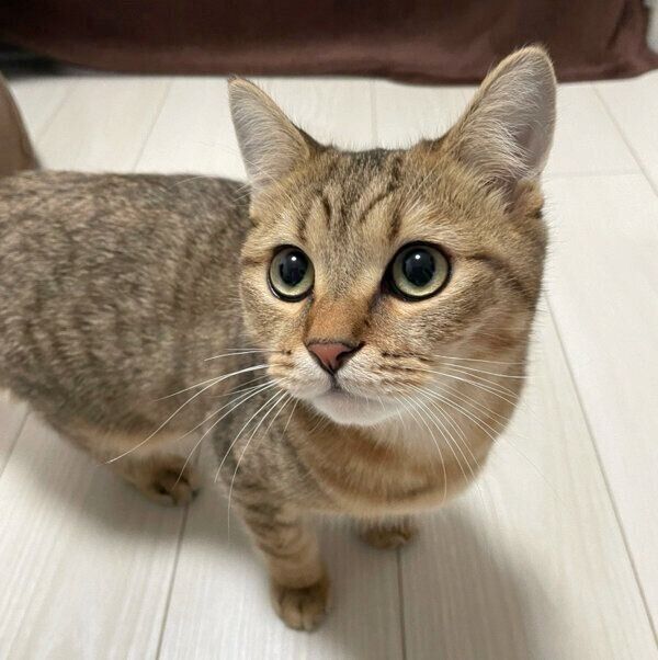 遊びに誘うみにらくん