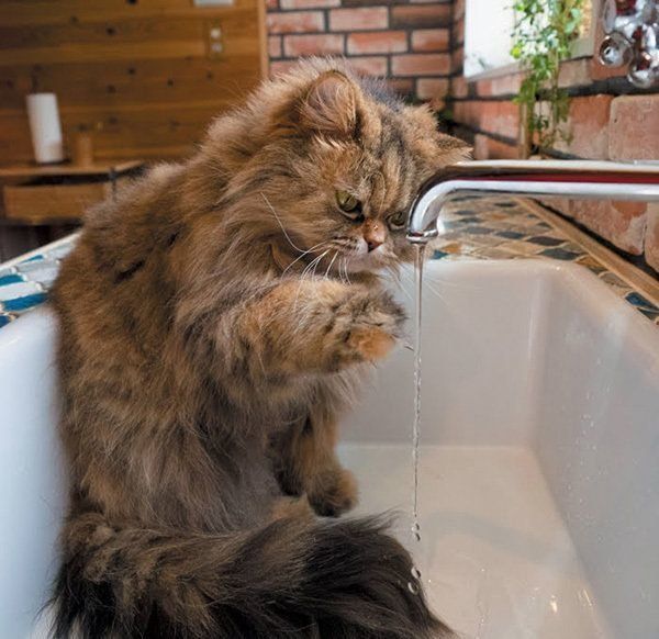 水を触る猫