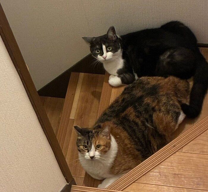 珍しく一緒にいたランちゃんとナナちゃん