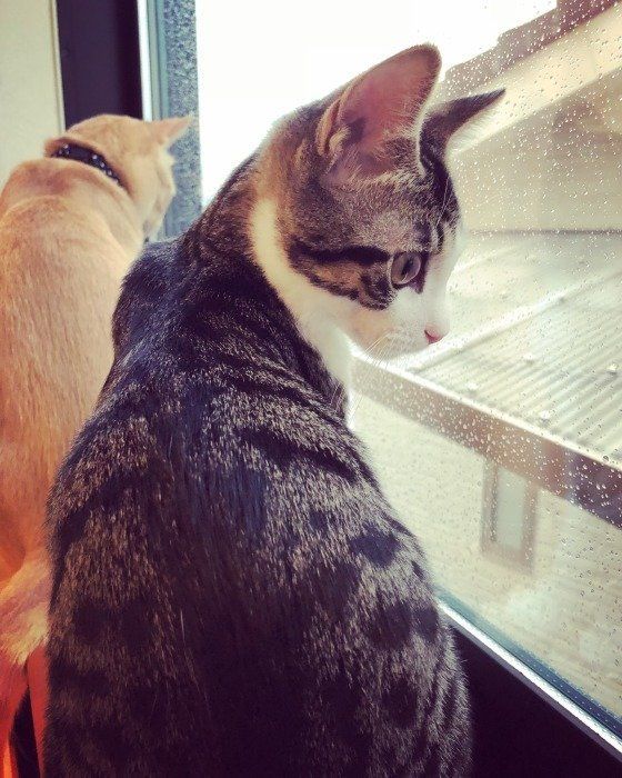 窓辺で雨をながめる猫