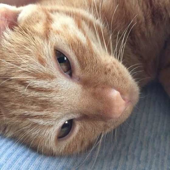 寝転がる猫