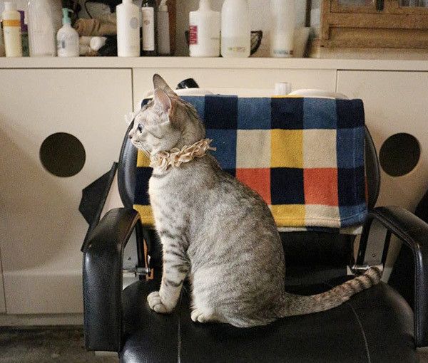座る猫