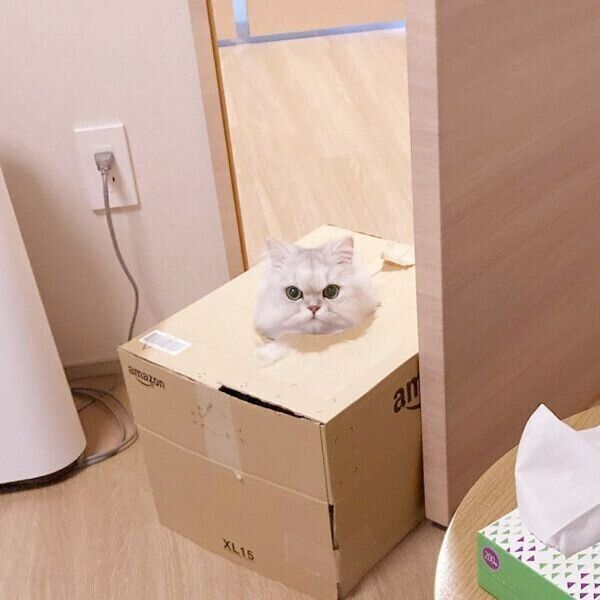 ダンボールに入り部屋に入ってくるシャルルちゃん