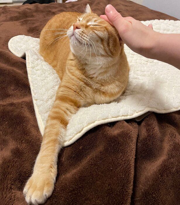 飼い主に撫でられている猫