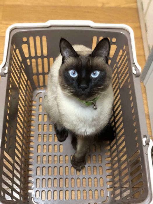 かごに入った猫