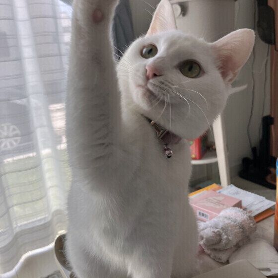 MIX白のすてらちゃん