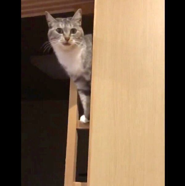 障子にのぼる猫