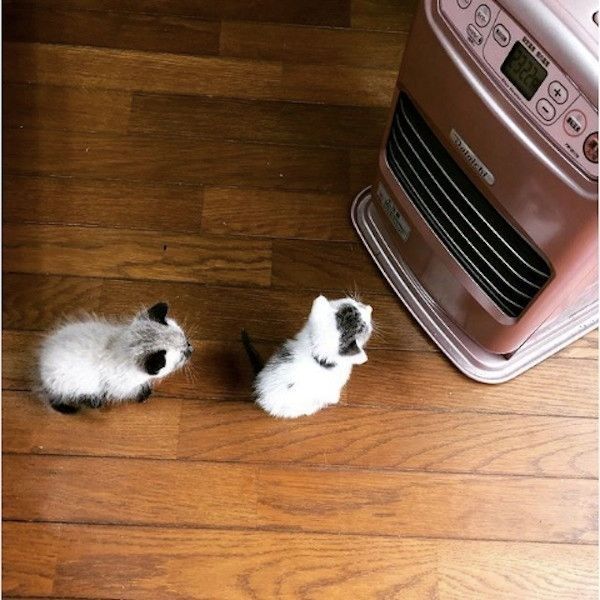 源と蒼