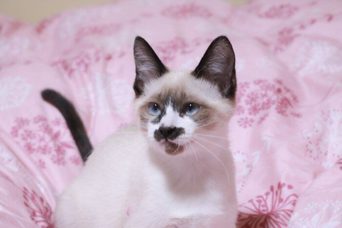 生後推定6カ月のころのちーちゃん