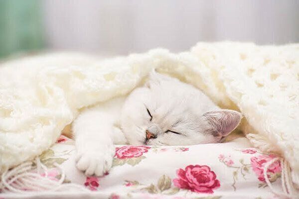 眠る猫