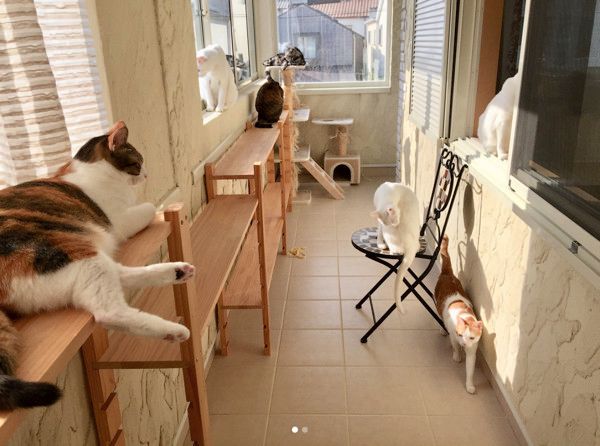 15匹の猫達