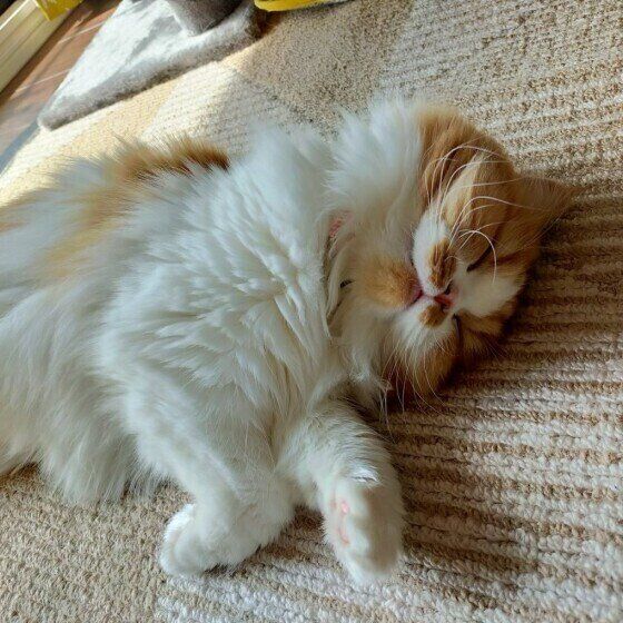 ミヌエットのこむぎちゃん