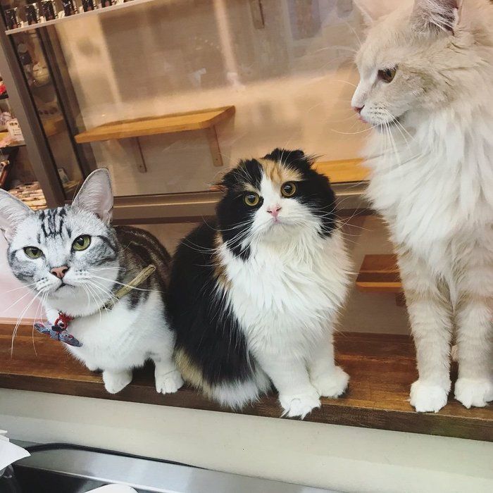 おやつをねだる猫たち