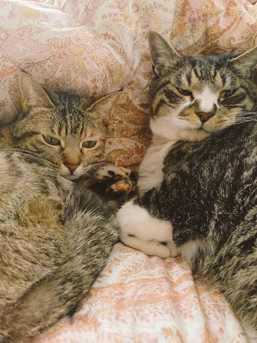 こちらを向く2匹の猫