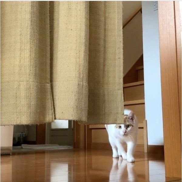 泥棒ニャンコ