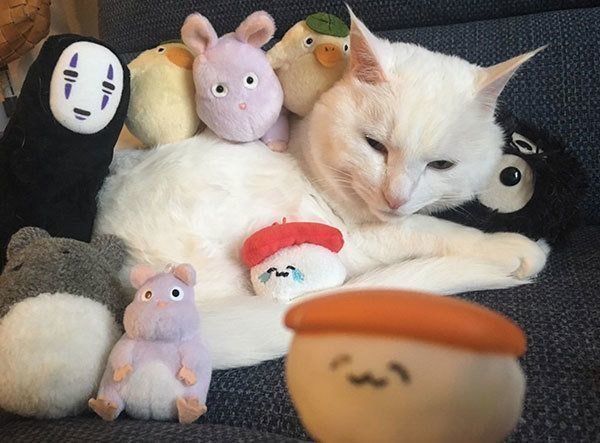 ぬいぐるみに囲まれるハク様