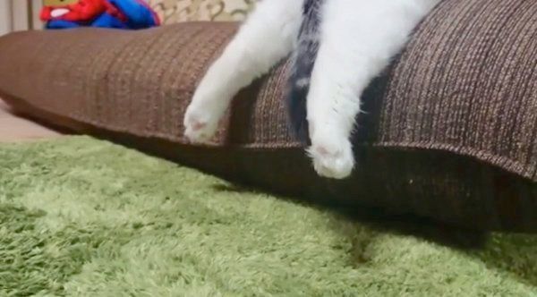 ソファでぐでっとするライくん