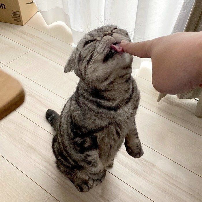 @tacos_cat