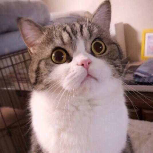 見つめる猫