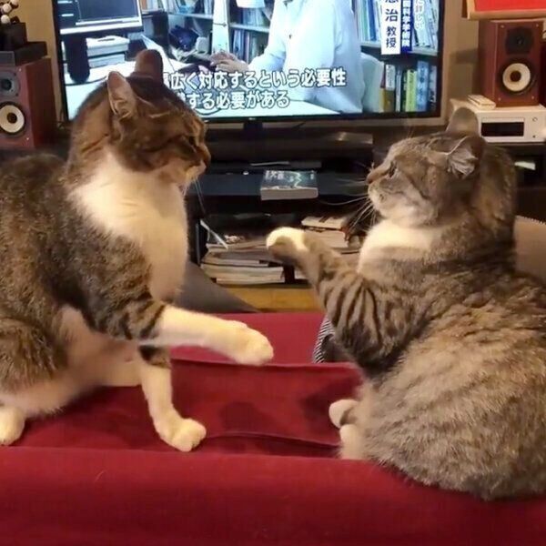 ケンカをするサバ身ちゃんとトラ身ちゃん