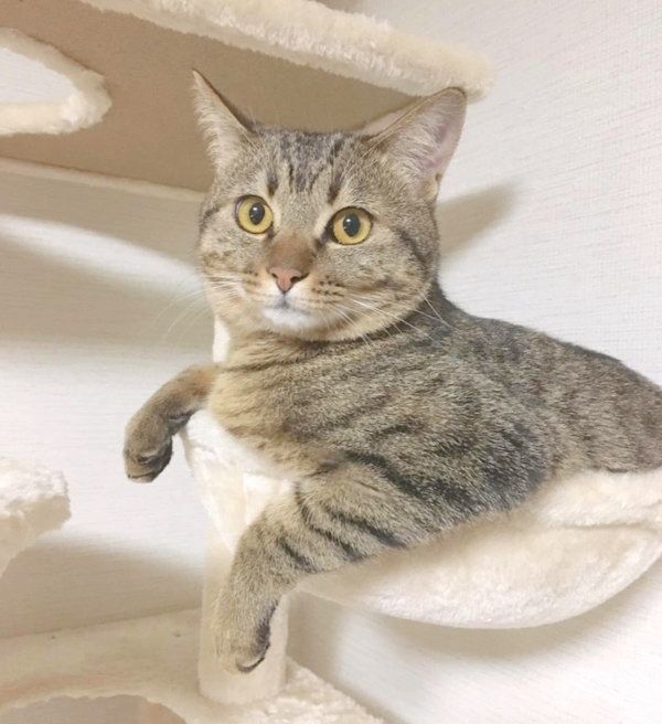 くつろぐ猫