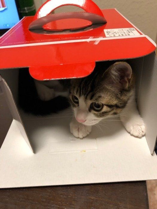 隠れる猫