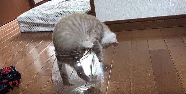 瓶の中の猫