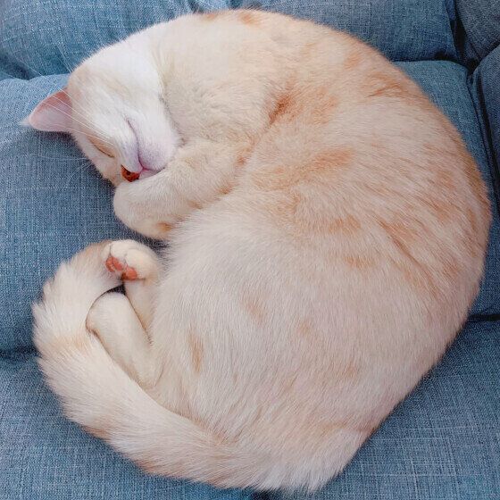 アンモニャイトで眠るアメリカン・ショートヘア