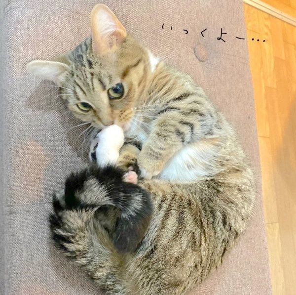 見つめるべにちゃん