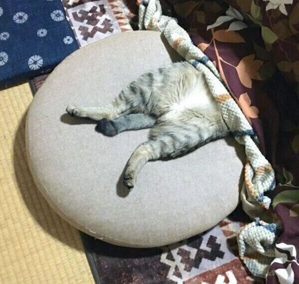 こたつでまったり中のこんぶちゃん