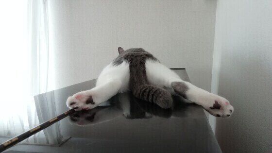 くつろぐ猫