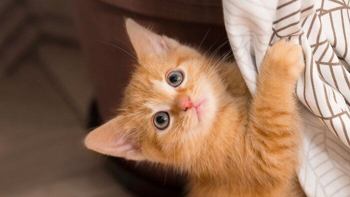 見上げる猫