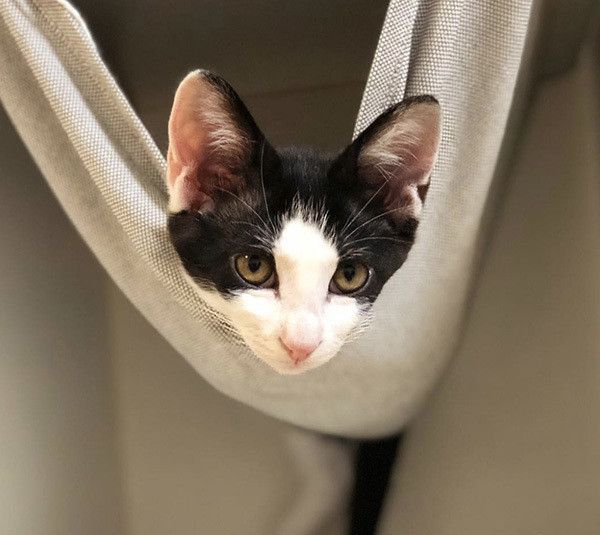 見つめる子猫