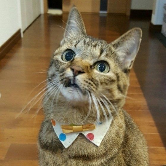 手作りの首輪