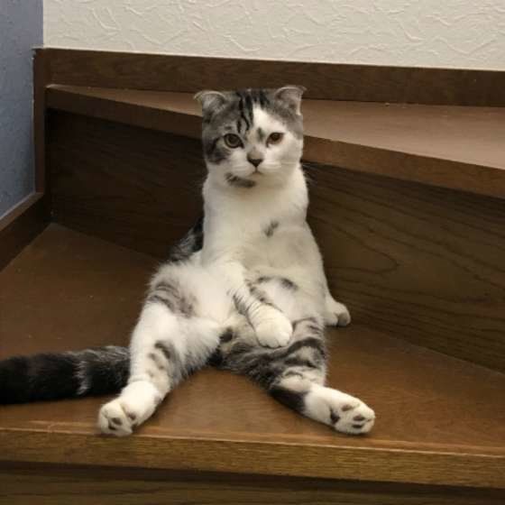 見つめる猫